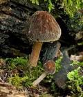 Pluteus_umbrosus_cg2411s