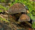 Pluteus_umbrosus_cg2421s