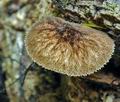 Pluteus_umbrosus_hy9262