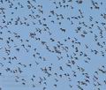 Pluvialis_apricaria_bj2836