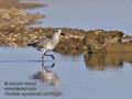 Pluvialis_squatarola_pb059000