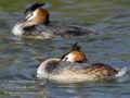 Podiceps_cristatus_ea4755