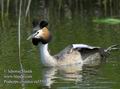 Podiceps_cristatus_ea5559