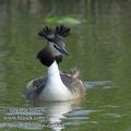 Podiceps_cristatus_ea5564