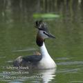 Podiceps_cristatus_ea5565