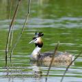 Podiceps_cristatus_ea5595