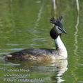 Podiceps_cristatus_ea5634