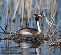 Podiceps_cristatus_4077