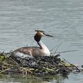 Podiceps_cristatus_bc8945