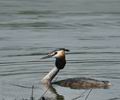 Podiceps_cristatus_bc8969