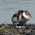 Podiceps_cristatus_bc8990