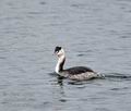 Podiceps_cristatus_bp6027