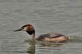 Podiceps_cristatus_bx4351