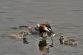 Podiceps_cristatus_bx4398