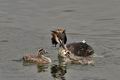 Podiceps_cristatus_bx4399