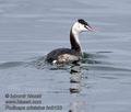 Podiceps_cristatus_hc9123