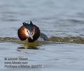 Podiceps_cristatus_kb3177