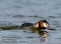 Podiceps_cristatus_kb3180