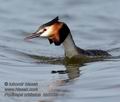 Podiceps_cristatus_kb3182