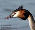 Podiceps_cristatus_kb3189