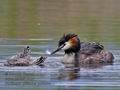 Podiceps_cristatus_pd5854