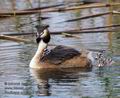 Podiceps_cristatus_ra1832