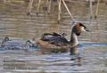 Podiceps_cristatus_ra1874