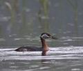 Podiceps_griseigena_ka2367