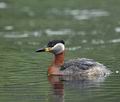 Podiceps_griseigena_ka2388