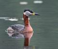 Podiceps_griseigena_ka2452