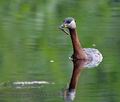 Podiceps_griseigena_ka2525