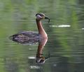 Podiceps_griseigena_ka2529