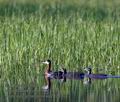 Podiceps_griseigena_ka2826