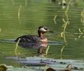 Podiceps_griseigena_ka2875