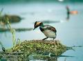 Podiceps_nigricollis_10372