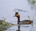 Podiceps_nigricollis_11851