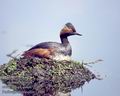 Podiceps_nigricollis_11866