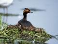 Podiceps_nigricollis_12007