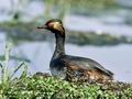 Podiceps_nigricollis_12008