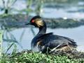 Podiceps_nigricollis_12009