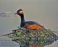 Podiceps_nigricollis_12010