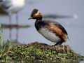 Podiceps_nigricollis_12011