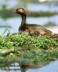 Podiceps_nigricollis_31