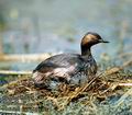 Podiceps_nigricollis_4076