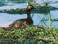 Podiceps_nigricollis_6320