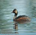 Podiceps_nigricollis_da5643