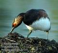 Podiceps_nigricollis_da7251