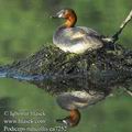 Tachybaptus_ruficollis_ea7252