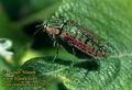 Poecilonota_dives_2076
