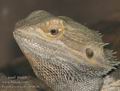 Pogona_vitticeps_ab4626